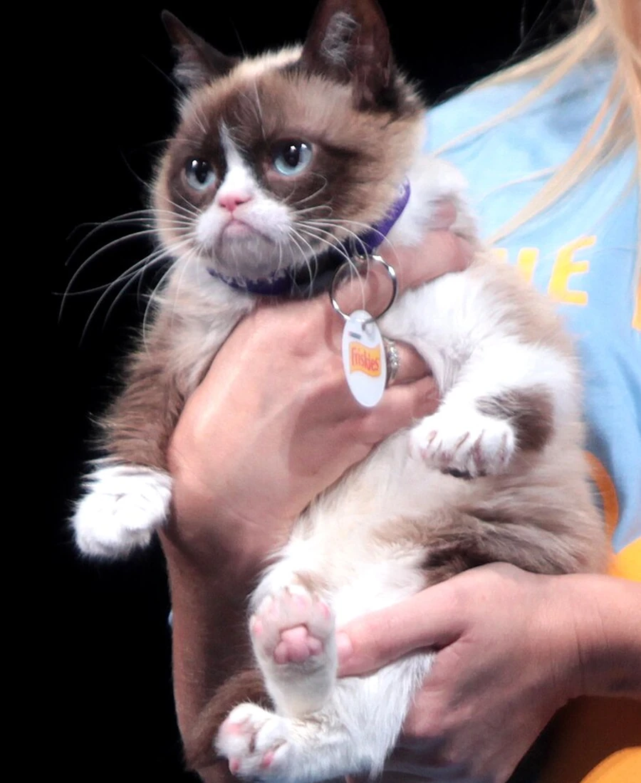 The real Grumpy Cat photographed by Gage Skidmore
