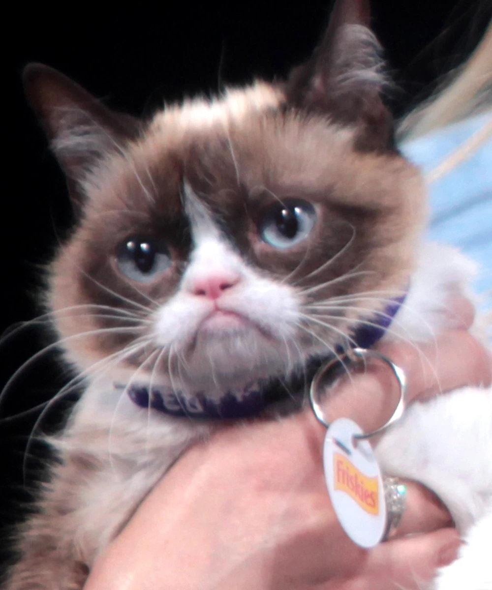 The real Grumpy Cat photographed at VidCon 2014