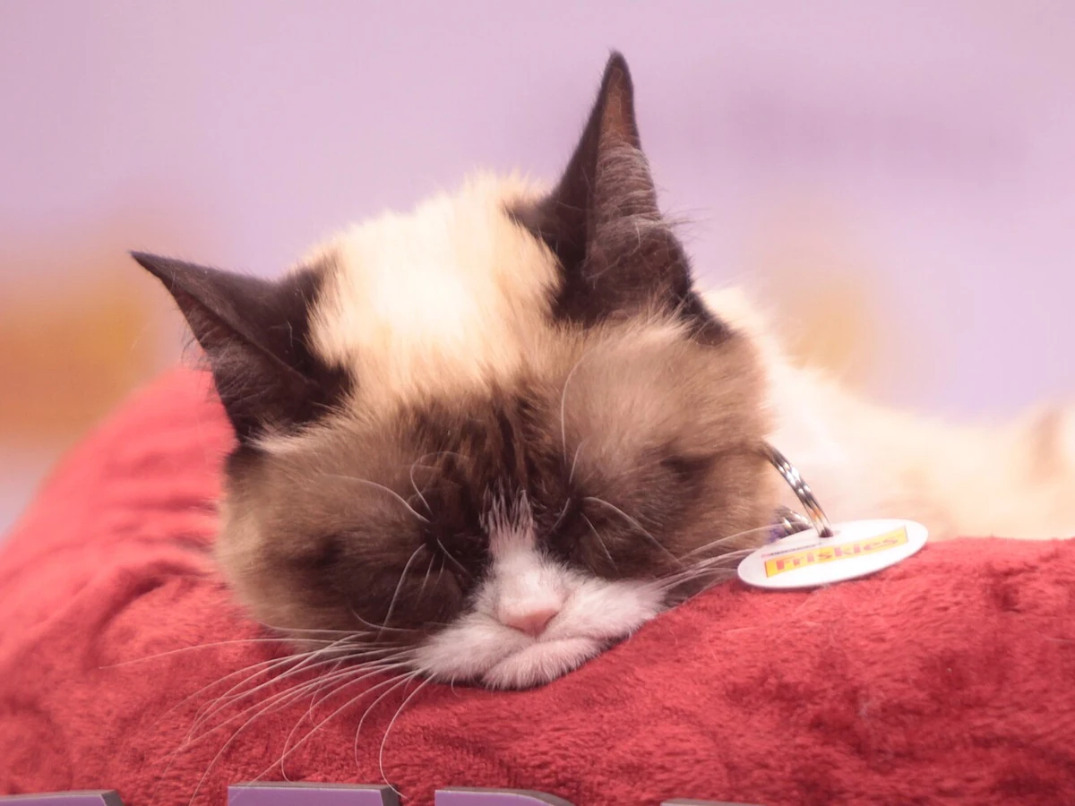 The real Grumpy Cat asleep at VidCon 2014